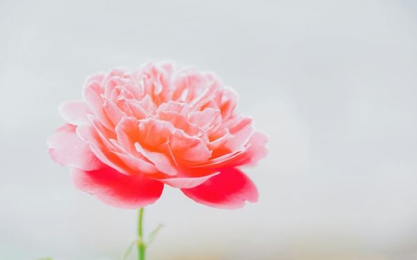 hoa mẫu đơn đẹp