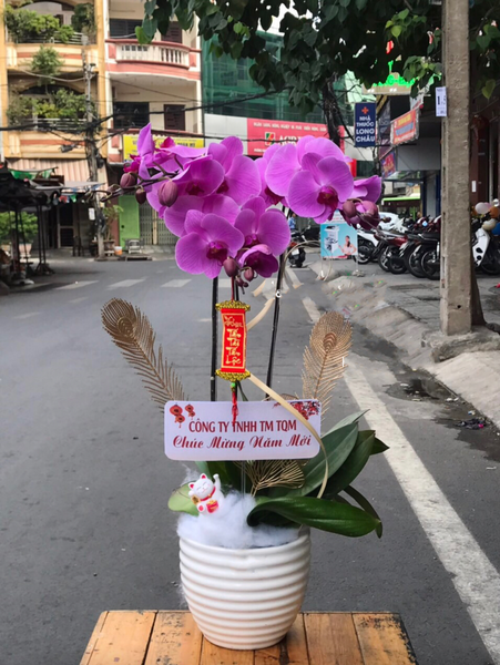 Lan Hồ Điệp: Chậu Hoa Lan Hồ Điệp Viên Mãn - LHĐ79