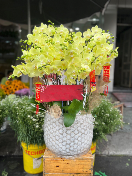  Chậu Hoa Lan Hồ Điệp Xuân Đến - LHĐ88 