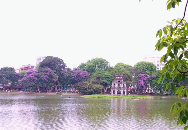 Ngắm hoa bằng lăng nở tím trời Hà Nội vào giữa tháng 5
