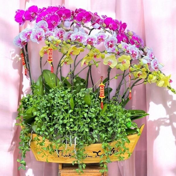 Lan Hồ Điệp: Chiếc Thuyền Lan Hồ Điệp - LHĐ107
