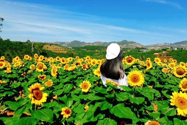 Cánh đồng hoa hướng dương tuyệt đẹp tại Đà Lạt