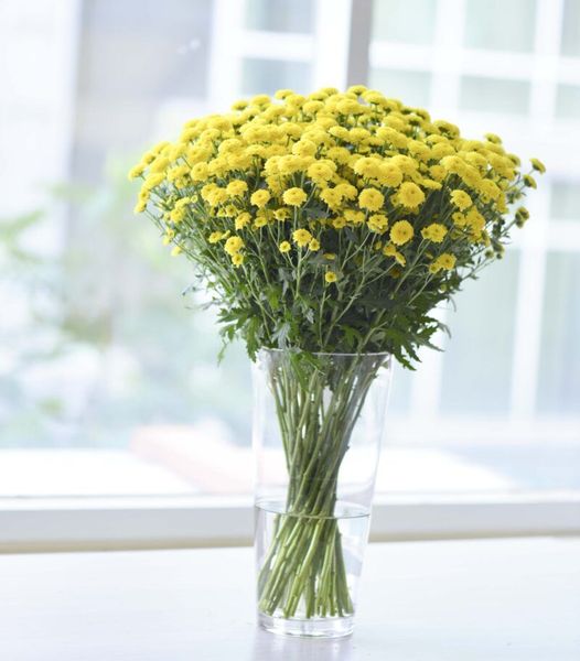  Hoa Cúc Calimero - Hoa Tươi Cắt Cành Lẻ Giao 2H Tại TPHCM 