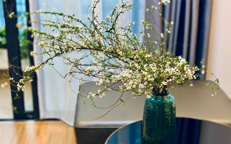 Hoa tuyết mai với vẻ đẹp tinh khôi và sức sống mãnh liệt