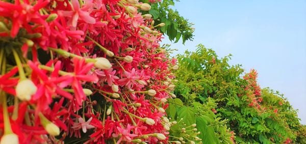 Hoa sử quân tử đỏ tượng trưng cho hình ảnh của sự kiên trì, quyết đoán và lòng dũng cảm