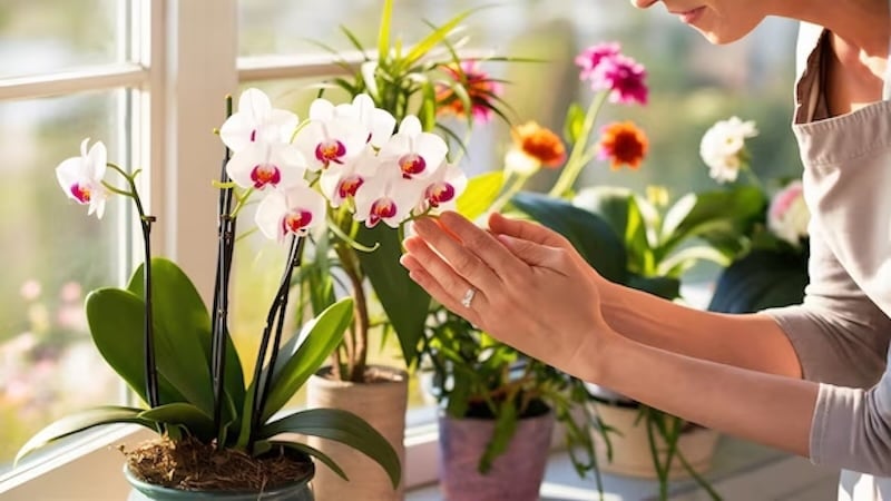 Mùa xuân, khi độ ẩm cao, bạn chỉ nên tưới từ 5 đến 7 ngày một lần. Trong mùa hè và mùa thu, tần suất tưới tăng lên 1 hoặc 2 ngày một lần.