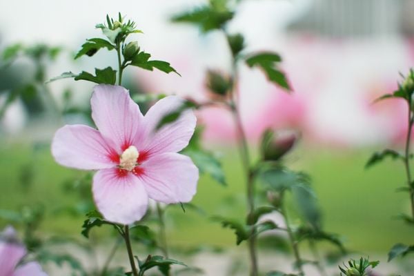 nguồn gốc hoa Mugunghwa - quốc hoa của hàn quốc