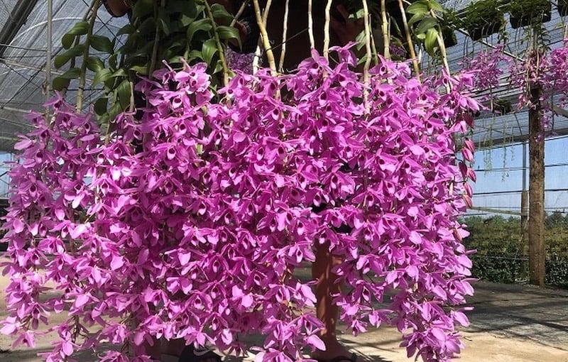 Lan Trầm tím Hawaii ghép thanh củi