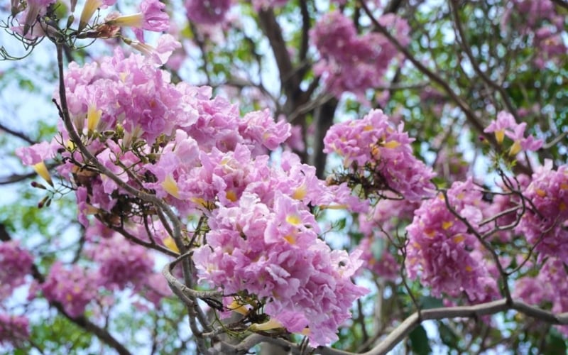 Hoa kèn hồng nở có hình dáng như những chiếc chuông