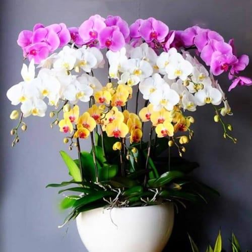 Những bông hoa tặng sinh nhật bố ý nghĩa