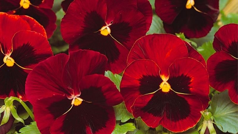 Hình ảnh hoa Păng xê tím tượng trưng cho tình yêu nồng cháy