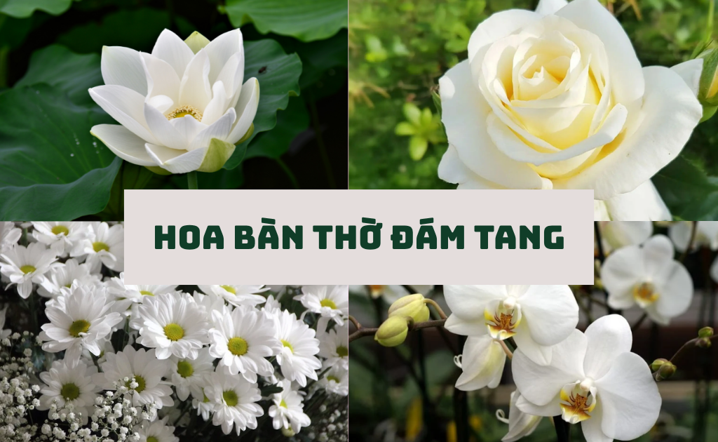 Hoa bàn thờ đám tang​ nên chọn màu nào, cắm hoa gì ý nghĩa phù hợp?