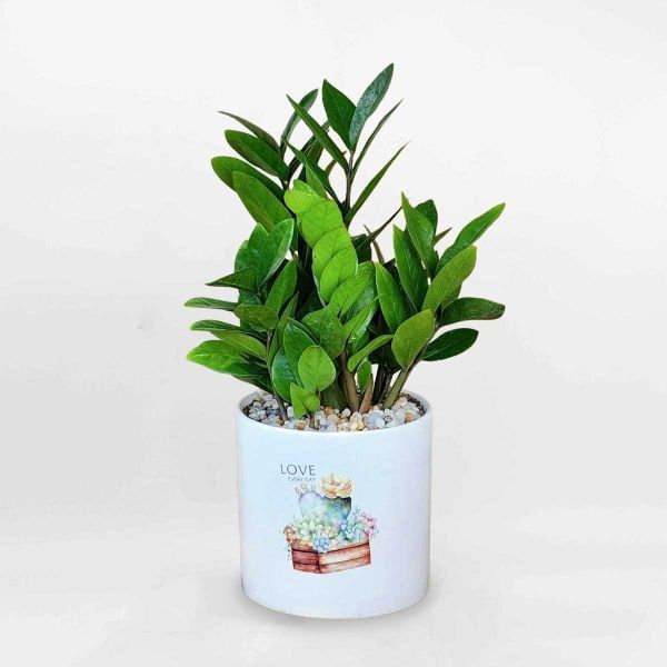 Cây kim tiền để trang trí hoặc để bàn (Nguồn: Internet)
