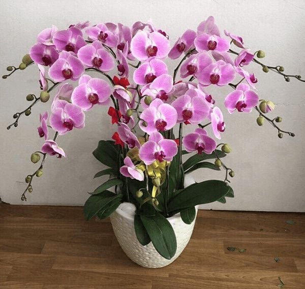 Chậu hoa lan hồng tím mang vẻ đẹp ngọt ngào và đầy tinh tế