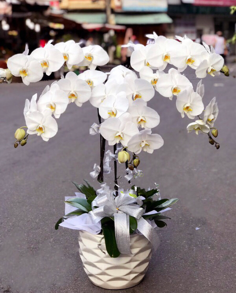 Lan Hồ Điệp: Chậu Hoa Lan Hồ Điệp Wishes Come True - LHĐ24