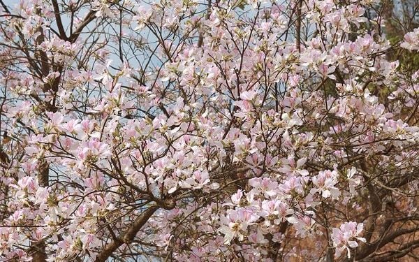 Hình ảnh hoa ban Tây Bắc nở rộ một góc trời.