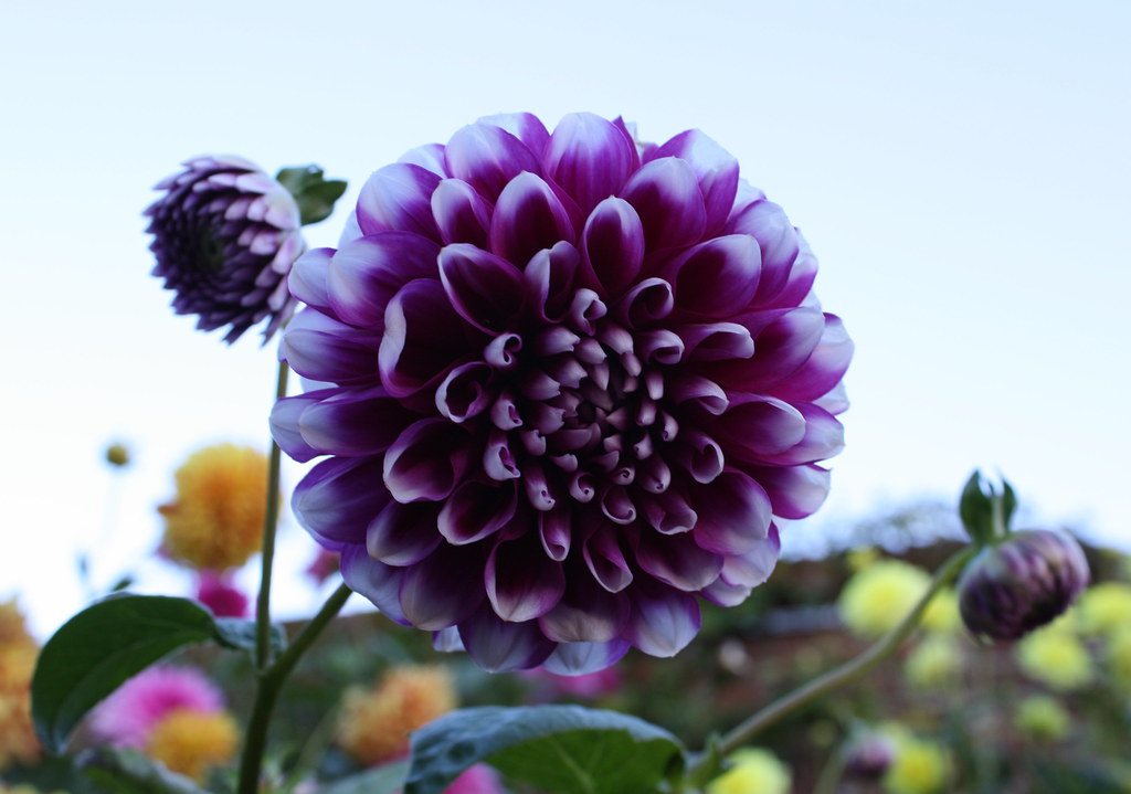 Ý nghĩa của hoa Dahlia