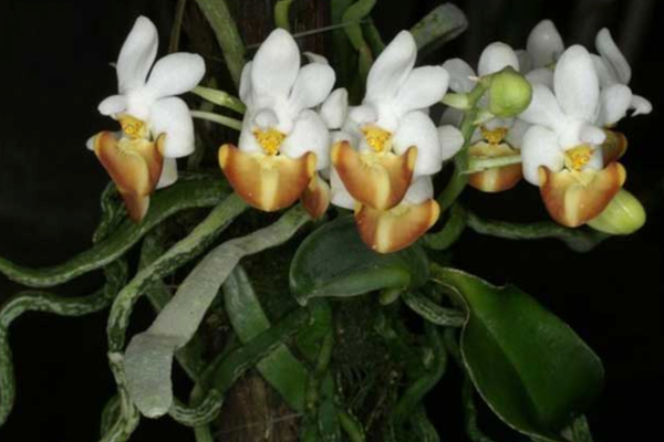 Phalaenopsis Orchids Phalaenopsis lobbii Rchob. F.