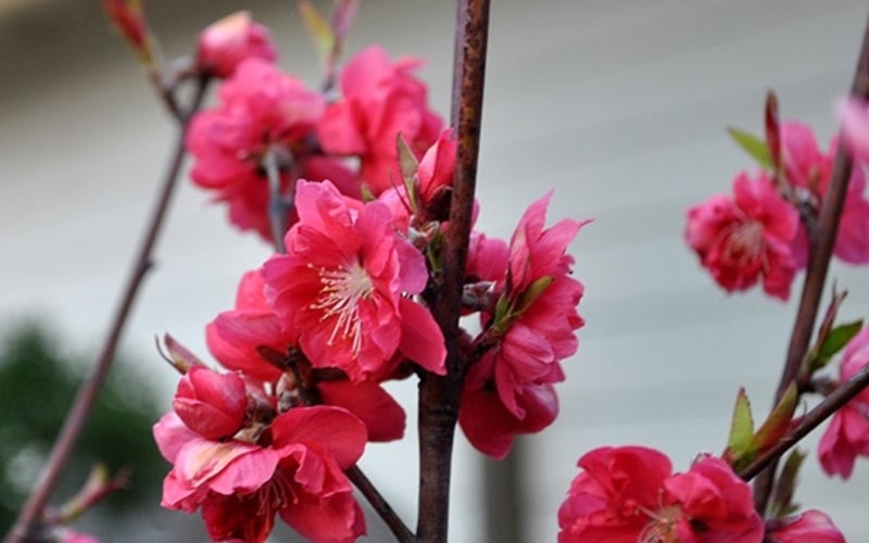 Đào bích có màu hồng đậm