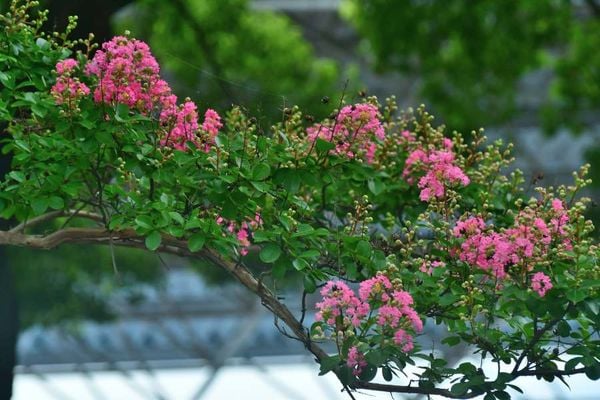 Cách trồng hoa tường vi đúng kỹ thuật