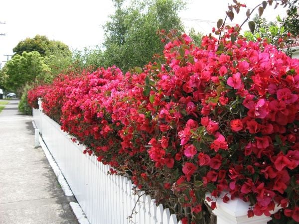 Trang trí cổng nhà với giàn hoa giấy đỏ cực bắt mắt.
