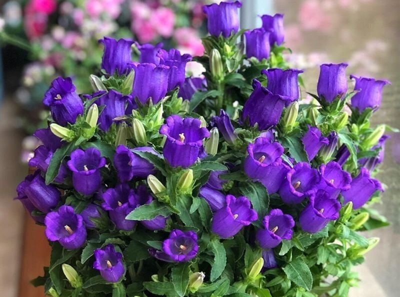 Những lưu ý quan trọng về độc tính của cây Hoa Chuông (Campanulaceae)