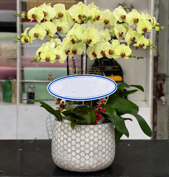 Lan Hồ Điệp: Chậu Hoa Lan Hồ Điệp Thành Ý - LHĐ81