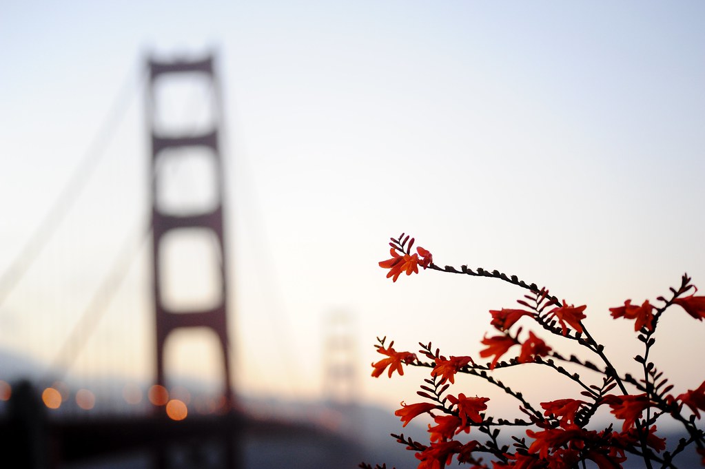 Lễ hội hoa San Francisco: 100 năm sắc màu rực rỡ