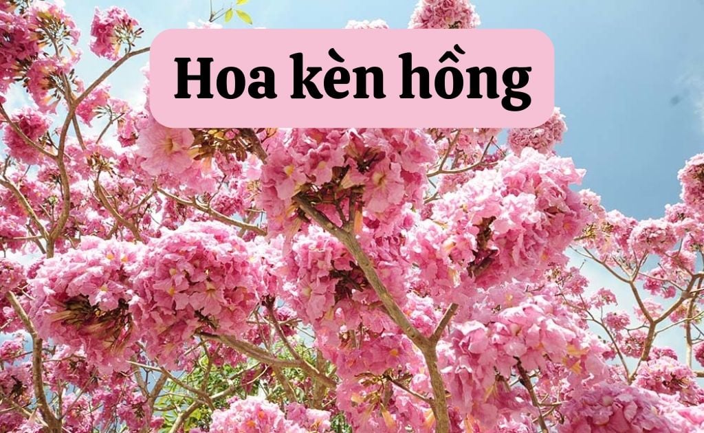 Hoa kèn hồng nở vào tháng mấy? Ý nghĩa, đường hoa kèn hồng đẹp nhất Việt Nam