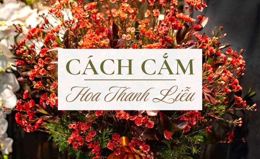 Hoa thanh liễu: Ý nghĩa, cách trồng và cắm hoa thanh liễu đẹp