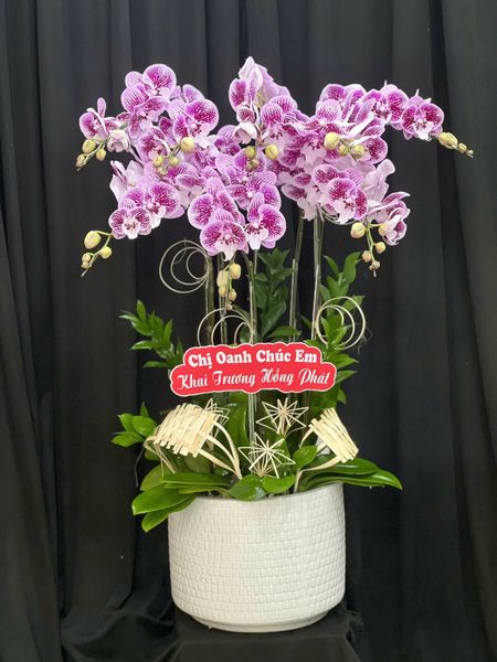 Lan Hồ Điệp: Chậu Lan Hồ Điệp Hồng Thủy Chung - LHD253