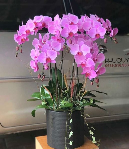 Hoa lan hồ điệp hồng là một trong những giống hoa rất khó tìm hiện nay.