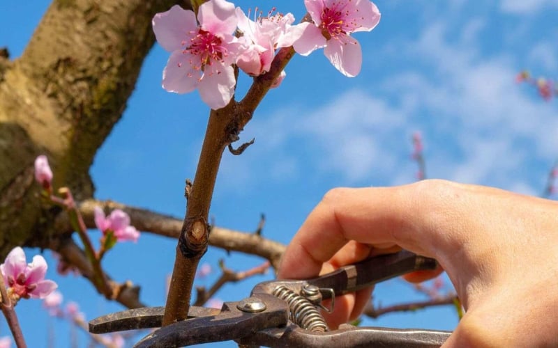 Có thể dùng kéo tỉa bớt cành để hoa nở to và nhanh hơn