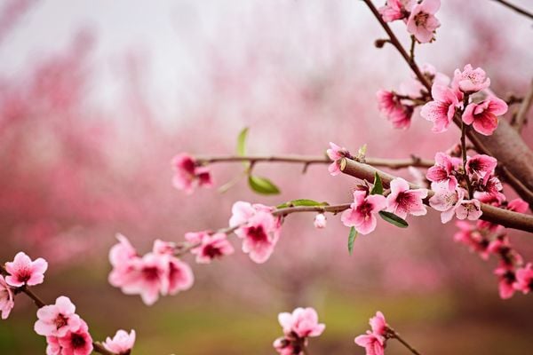 Hoa anh đào là loài hoa màu hồng tượng trưng cho sự tái sinh