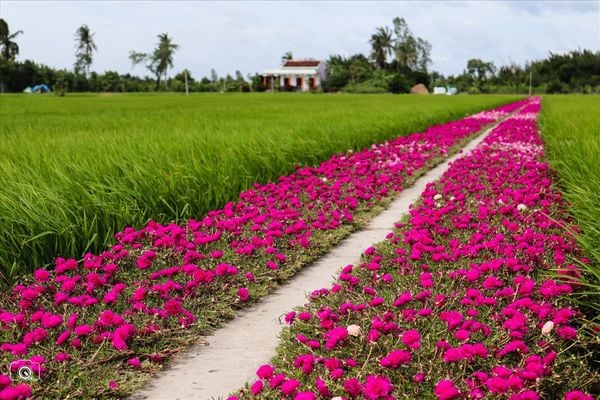 Con đường hoa mười giờ tuyệt đẹp