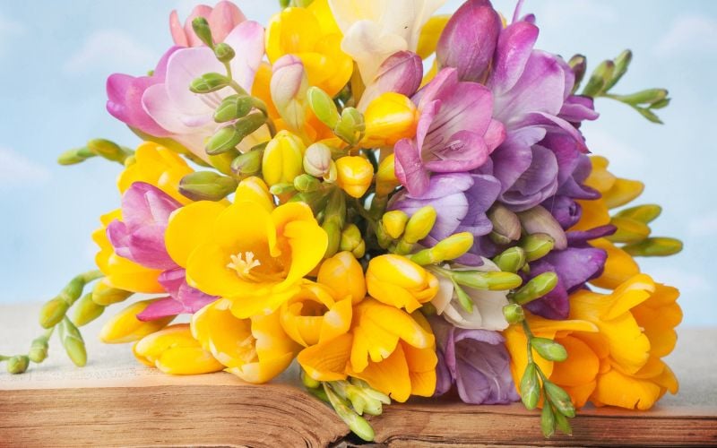 Nguồn gốc và lịch sử tên gọi của hoa Lan Nam Phi (Freesia)