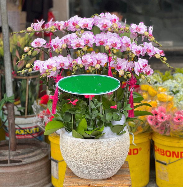 Lan Hồ Điệp: Chậu Hoa Lan Hồ Điệp Mini - LHĐ105