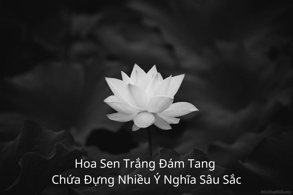 Hoa Sen Trắng Đám Tang Chứa Đựng Nhiều Ý Nghĩa Sâu Sắc
