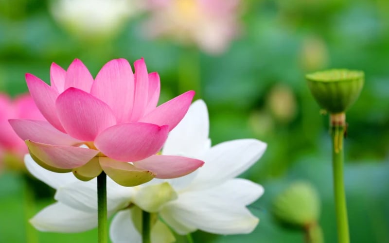 Hoa sen là một biểu tượng mạnh mẽ của sự kiên cường