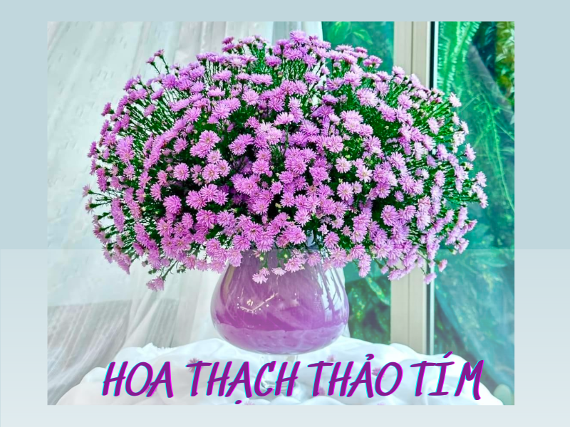Hoa Thạch Thảo Tím: Nguồn Gốc, Ý Nghĩa & Cách Trồng Cập Nhật 2026