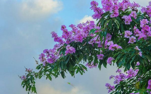 Ngắm nhìn hình ảnh hoa bằng lăng tím và bầu trời trong xanh giúp thư giãn tinh thần