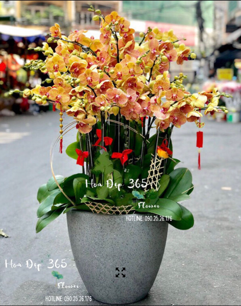 Lan Hồ Điệp Cam