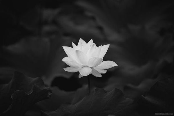 Avatar đóa hoa sen trắng