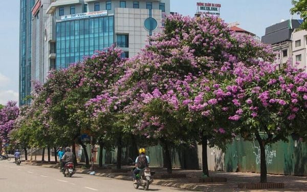 Cây bằng lăng tím thường được trồng ven đường, trang trí cảnh quang đường phố Sài Gòn