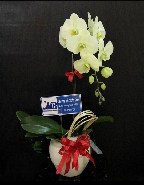 Lan Hồ Điệp: Chậu Hoa Lan Hồ Điệp Xanh Bơ - LHĐ34