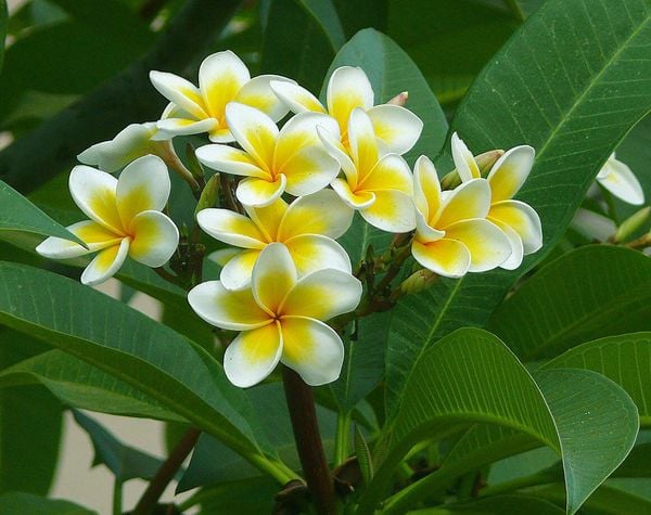 Hoa sứ thường không được khuyến khích để trên bàn thờ
