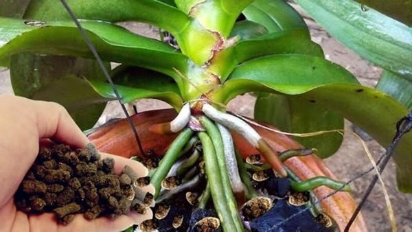 Cần bón phân định kỳ cho hoa lan hồ điệp