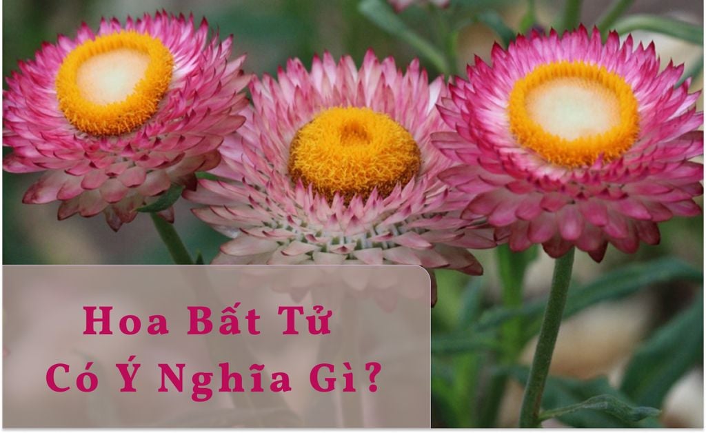 Hoa bất tử có ý nghĩa gì? Đặc điểm, cách trồng loài hoa không tàn
