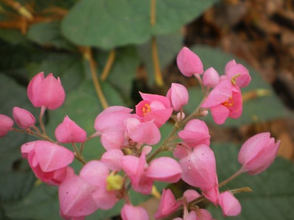hình ảnh hoa hiếu nữ