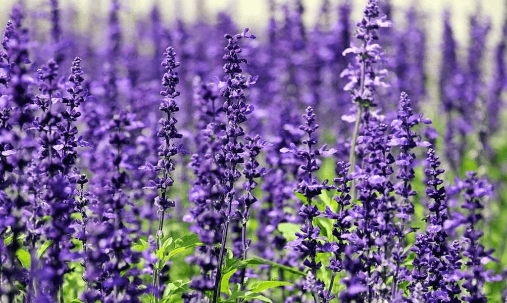 Nguồn Gốc, Ý Nghĩa & 5 Bí Mật Thú Vị Của Hoa Violet 2026